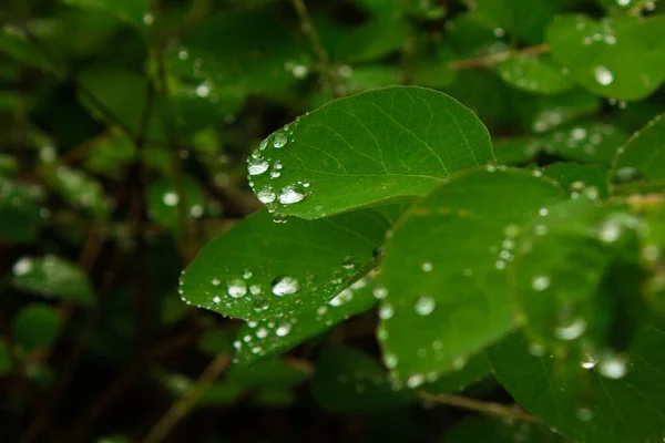 Drops Water Plant Wet Leaves Background Texture —  Fotos de Stock