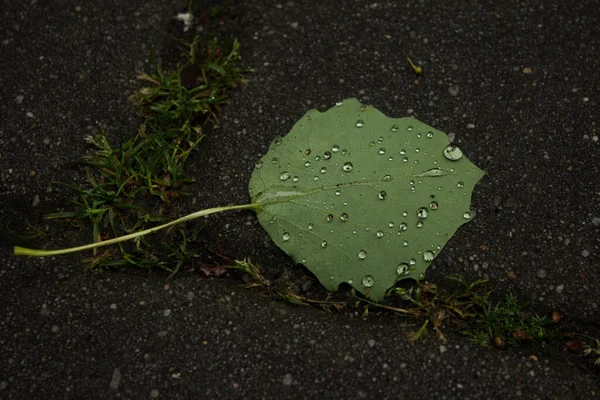 Drops Water Plant Wet Leaves Background Texture — Stockfoto