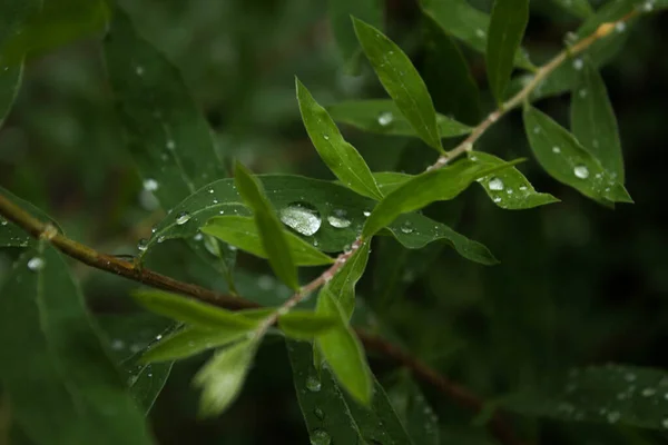 Drops Water Plant Wet Leaves Background Texture —  Fotos de Stock