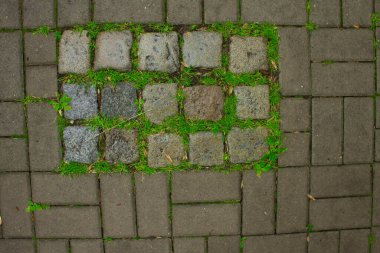 Grass between the footpath. Grass between tiles. Background.