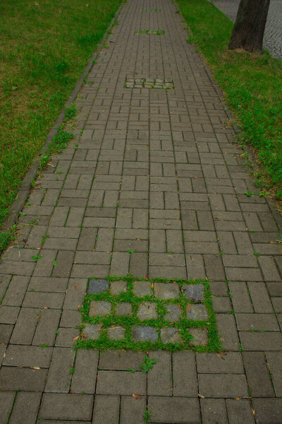Grass between the footpath. Grass between tiles. Background.