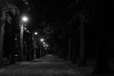 Geceleri sonbahar parkı. Güzel sonbahar. Gece sahnesi. Siyah beyaz fotoğraf. Arkaplan.