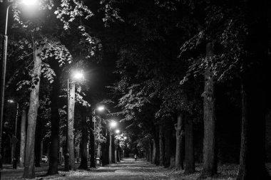 Geceleri sonbahar parkı. Güzel sonbahar. Gece sahnesi. Siyah beyaz fotoğraf. Arkaplan.