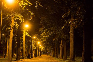 Geceleri sonbahar parkı. Arkaplan.