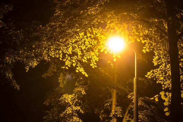 夜の秋の公園 — ストック写真