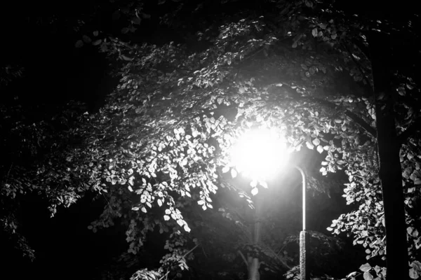 Podzimní Park Noci Krásný Podzim Noční Scéna Černobílá Fotka Pozadí — Stock fotografie