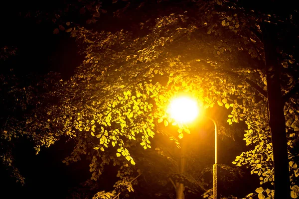 Podzimní Park Noci Pozadí — Stock fotografie