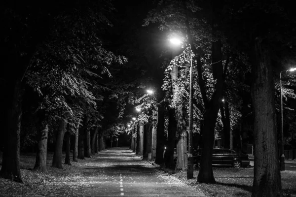 Jesienny Park Nocy Piękna Jesień Nocna Scena Czarno Białe Zdjęcie — Zdjęcie stockowe