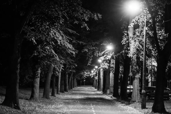 Őszi Park Éjjel Gyönyörű Ősz Éjszakai Jelenet Fekete Fehér Fotó — Stock Fotó