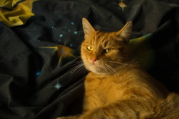 Красная Кошка Сидит Подоконнике Фон — стоковое фото