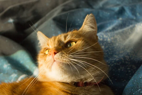 Червоний Кіт Сидить Підвіконні Тло — стокове фото