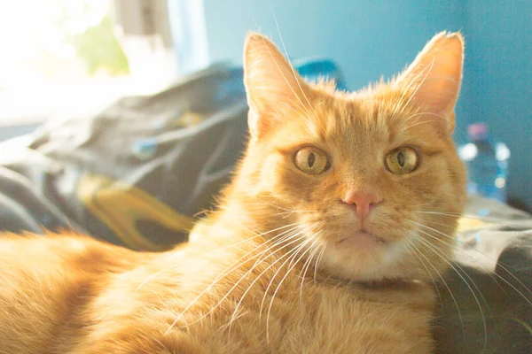 Κόκκινη Γάτα Κάθεται Στο Περβάζι Του Παραθύρου Ιστορικό — Φωτογραφία Αρχείου