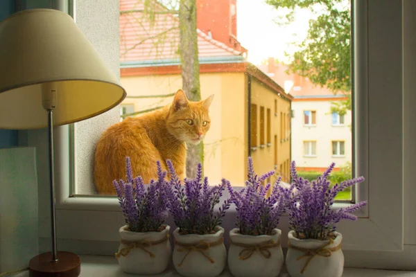 Gato Rojo Sienta Alféizar Ventana Contexto —  Fotos de Stock