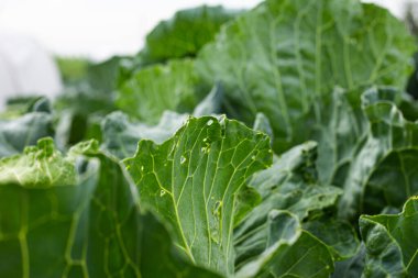 Tırtıllar tarafından yenen lümende lahana yaprağı. Bahçe. Bahçe haşereleri. yaz