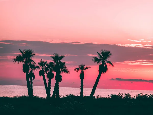 Silhouette Palmier Dans Océan Lever Soleil — Photo
