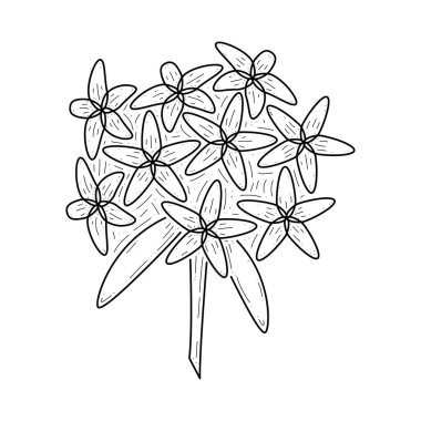 Soyut El Çizimi Çiçek Bitkisi Ixora Botanik Çiçeği Çiçek Çiçeği Çiçeği Çiçeği Çiçeği Şekil Tasarım Tasarımı Beyaz Arkaplanda İzole edilmiş