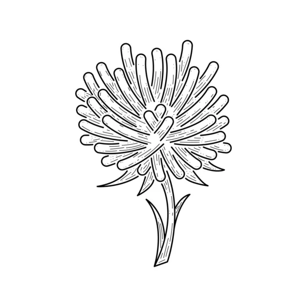 Αφηρημένο Χέρι Σχεδιασμένο Aster Λουλούδι Φυτό Βοτανικής Floral Φύση Bloom — Διανυσματικό Αρχείο
