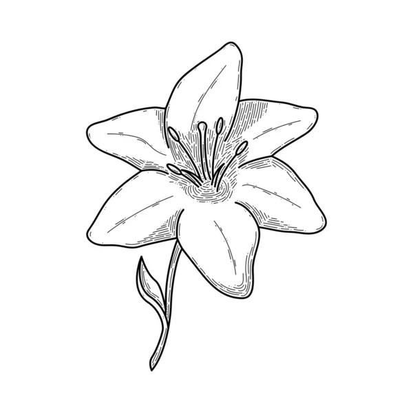 Abstract Hand Drawn Lily Flower Plant Botanic Floral Nature Bloom — Διανυσματικό Αρχείο