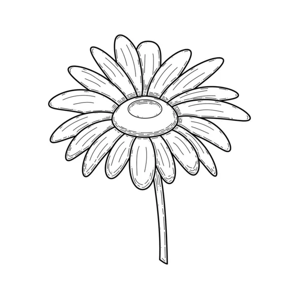 Abstrait Dessiné Main Fleur Plante Camomille Botanique Floral Nature Fleur — Image vectorielle