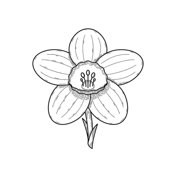 Abstrakt Handritade Blomma Växt Narcissus Botaniska Blommor Natur Blomma Doodle — Stock vektor