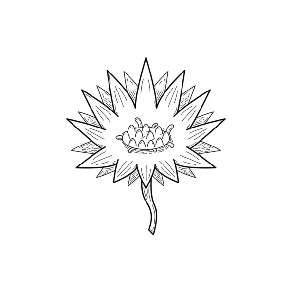 Astratto Disegnato Mano Fiore Lotus Botanic Floral Nature Bloom Doodle — Vettoriale Stock