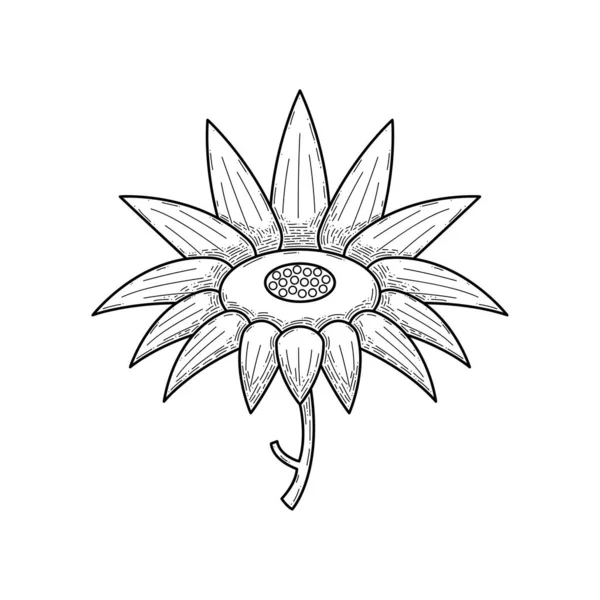 Αφηρημένο Χέρι Επέστησε Λουλούδι Ηλιοτρόπιο Βοτανικός Floral Φύση Bloom Doodle — Διανυσματικό Αρχείο