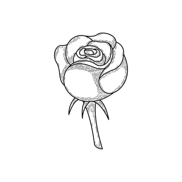 Résumé Fleur Dessinée Main Rose Botanique Floral Nature Bloom Doodle — Image vectorielle