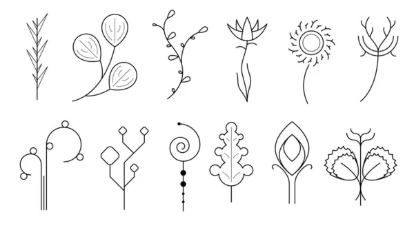 Set Abstracto Doodle Elementos Dibujado Mano Colección Botánica Flora Hierbas — Archivo Imágenes Vectoriales