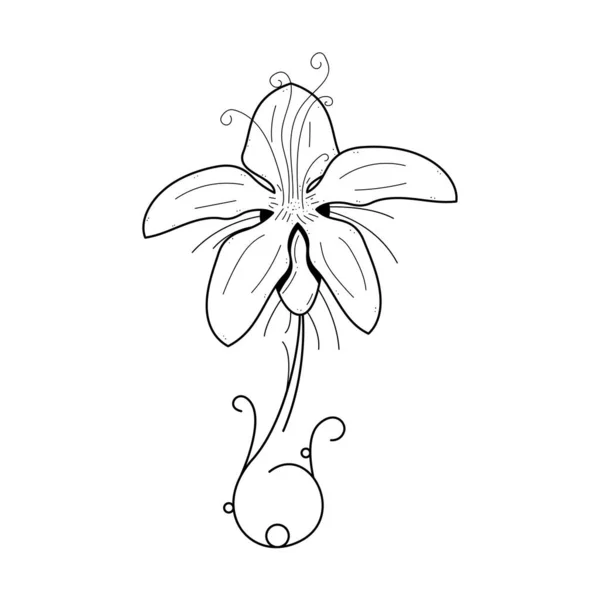 Astratto Disegnato Mano Fiore Pianta Botanica Floreale Natura Fioritura Doodle — Vettoriale Stock