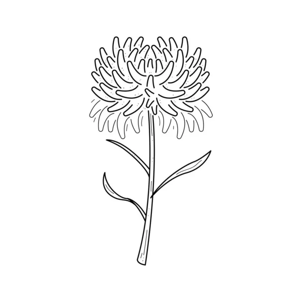 Astratto Disegnato Mano Fiore Crisantemo Pianta Botanica Floreale Natura Fiore — Vettoriale Stock