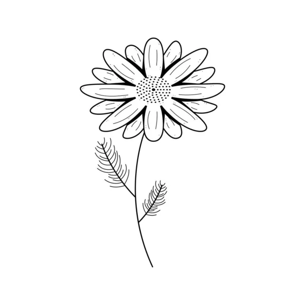 Astratto Disegnato Mano Adonis Flower Plant Botanic Floral Nature Bloom — Vettoriale Stock