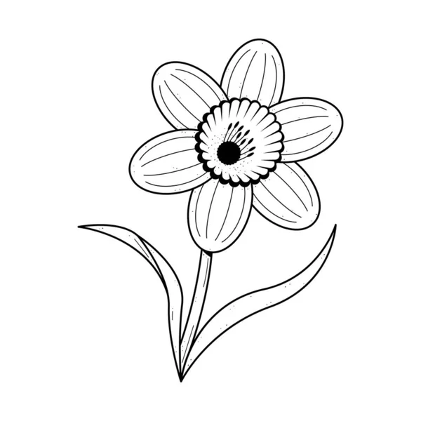 Αφηρημένη Χέρι Σχεδιασμένο Λουλούδι Φυτό Νάρκισσος Βοτανικός Floral Φύση Bloom — Διανυσματικό Αρχείο