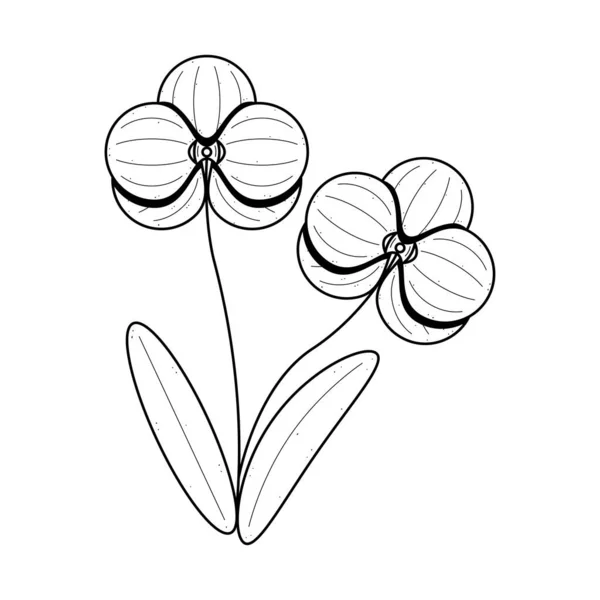 Abstrakt Handritad Blomma Växt Orkidé Botaniska Blommor Natur Blomma Doodle — Stock vektor