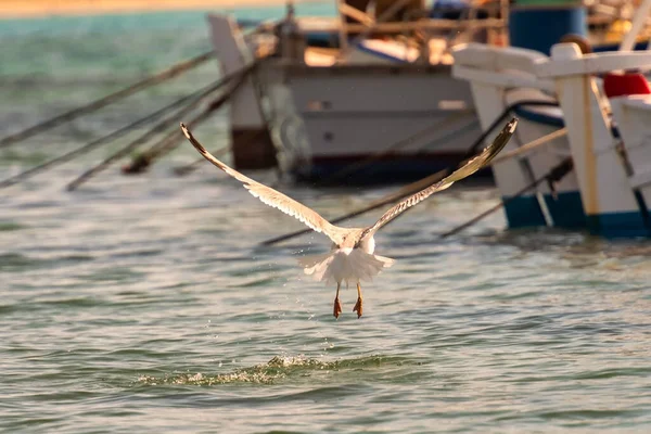 Möwe Fliegt Mit Weit Geöffneten Flügeln Über Dem Meer Gegen — Stockfoto