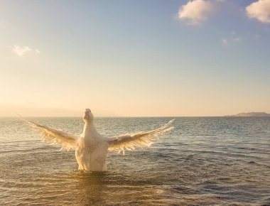 Mavi gökyüzüne karşı açık kanatlı beyaz ördek.