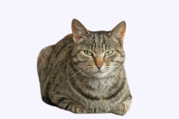白い背景に分離された灰色の猫 — ストック写真