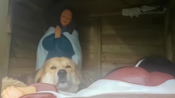 Bezdomne Bezdomne Psy Żłobie Zimny Świąteczny Dzień — Wideo stockowe