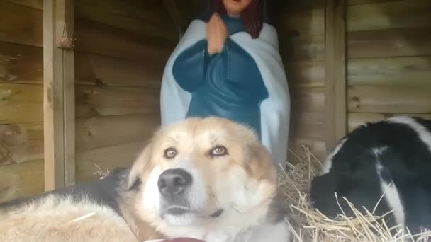 Evsiz Sokak Köpekleri Soğuk Bir Noel Gününde Ahırın Içinde Barınak — Stok video