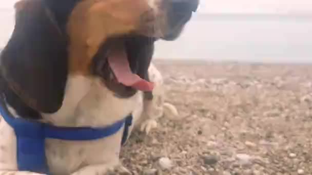 Funny Dog Portrait Beach Resting Fps Slow Motion — Stok video