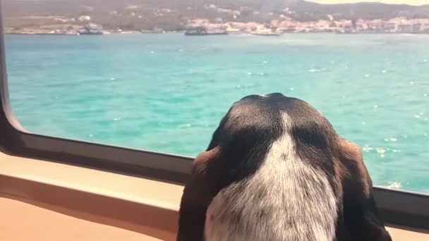 Perro Nave Mirando Vista Vacaciones — Vídeo de stock
