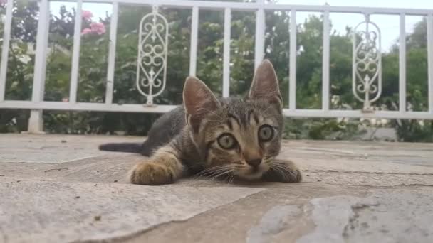 かわいい赤ちゃんの灰色の猫が庭で遊んでいる — ストック動画