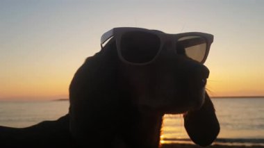 Sahilde gün batımına karşı beyaz güneş gözlüğü takan uzun kulaklı dişi köpek..