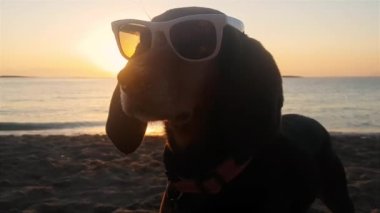 Sahilde gün batımına karşı güneş gözlüğü takan uzun kulaklı köpek..