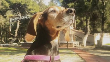 Parkta köpek resmi avlamak.. 