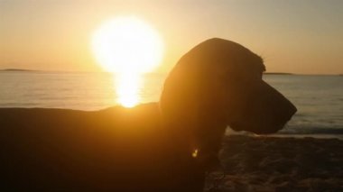 Köpek gün batımına karşı sahilde dinleniyor..