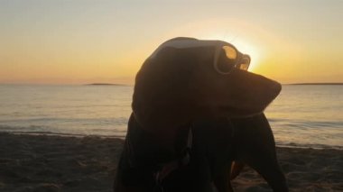 Kumsalda güneş gözlüğü takan bir köpeğin ağır çekimde.