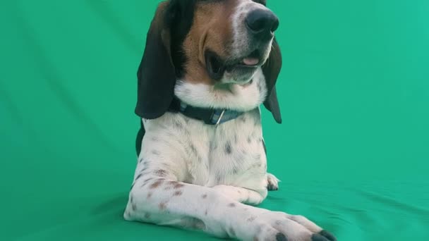 Köpek Portresi Yeşil Ekranda Dinleniyor Komik Bir Bakışı Var — Stok video