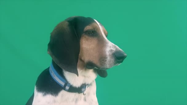 Pes Hloupým Výrazem Obličeji Zelené Obrazovce Vtipný Psí Portrét — Stock video