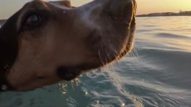 Köpek gün batımına karşı ağır çekimde denizde yüzüyor..