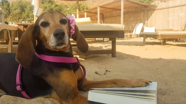 Plajda Kitap Okuyan Uzun Kulaklı Kadın Köpek Portresi — Stok fotoğraf